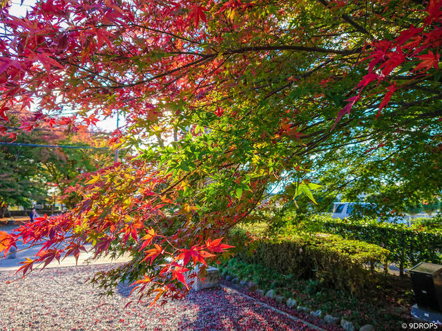 Nature #244