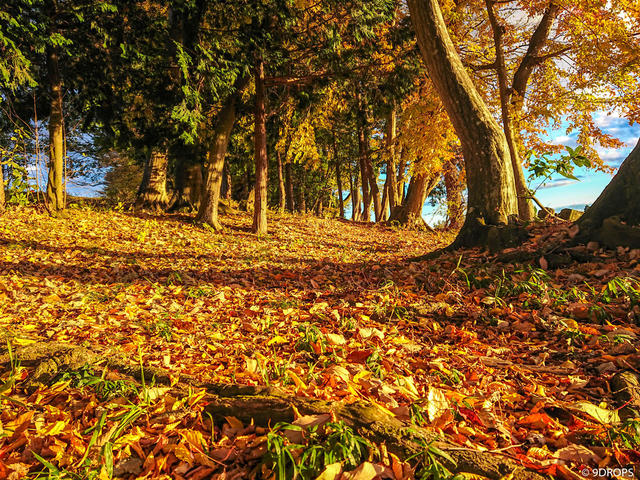 Nature #247