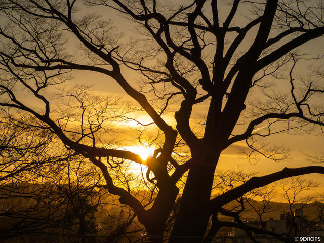 Nature #273