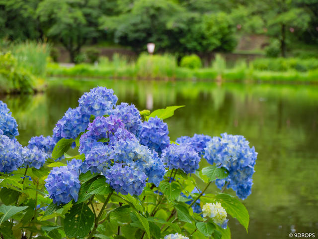 Nature #293