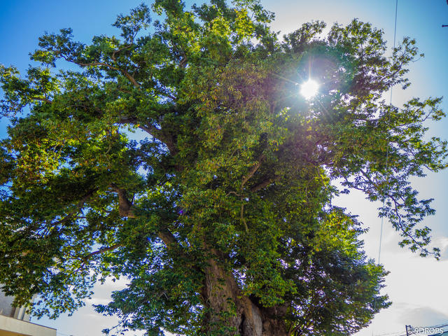Nature #311