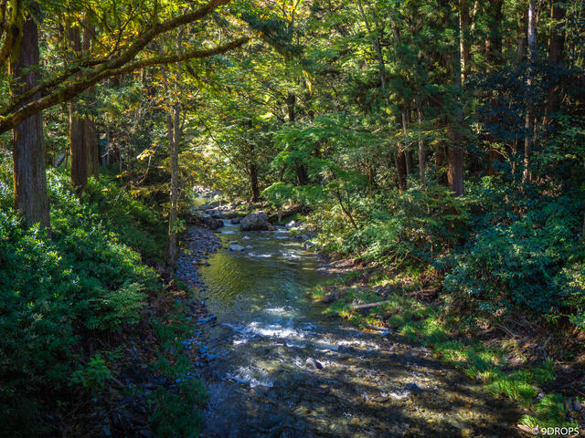Nature #317