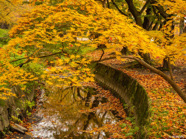 Nature #325