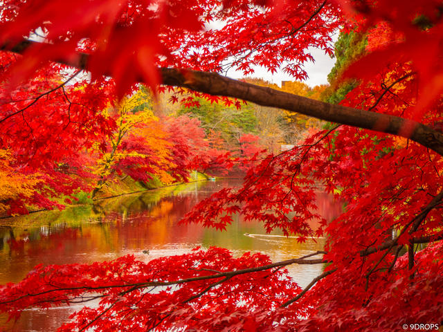 Nature #322
