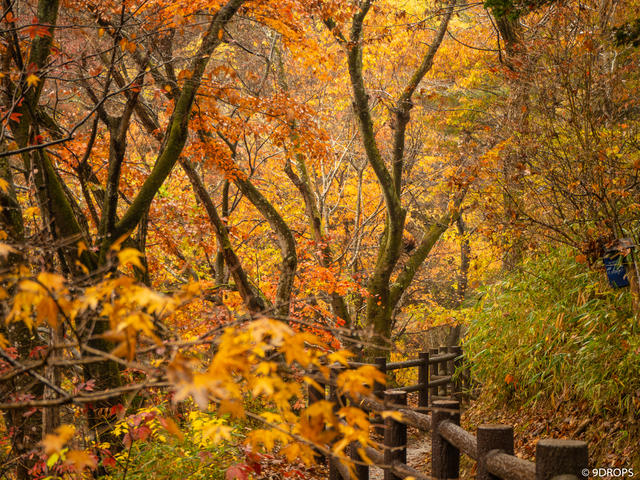 Nature #326