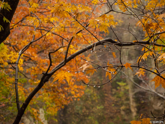 Nature #328