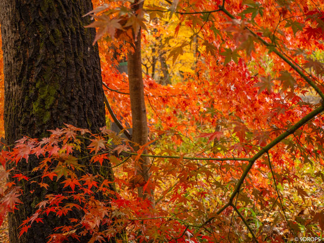 Nature #327