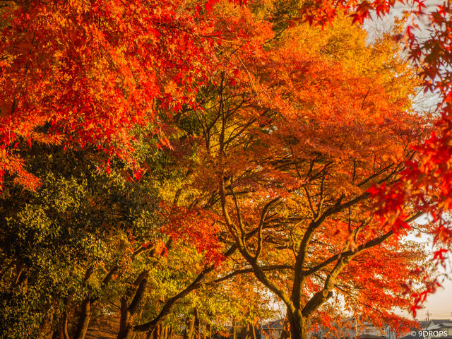 Nature #329