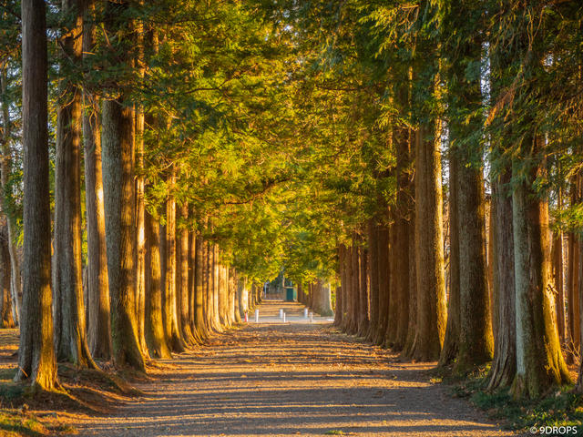Nature #336