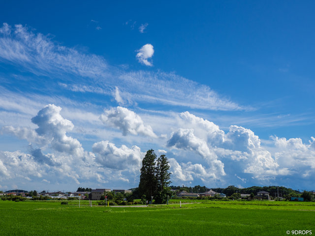 Nature #365