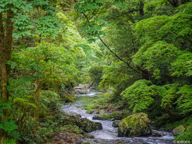 Nature #429