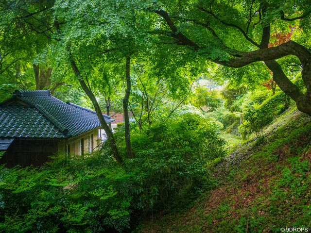 Nature #480