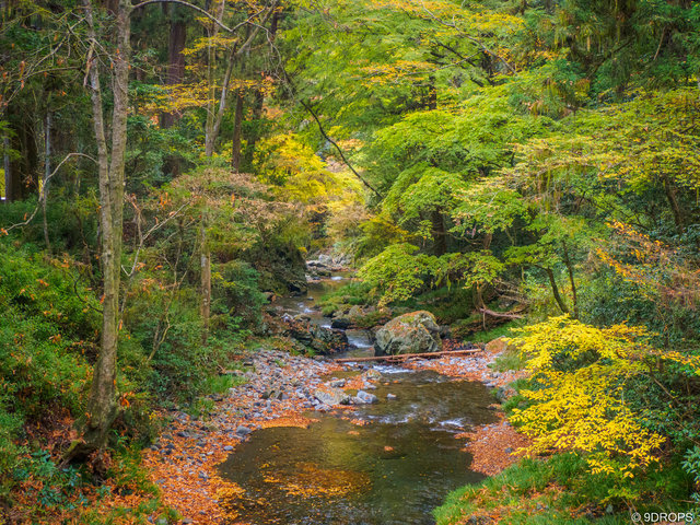 Nature #504