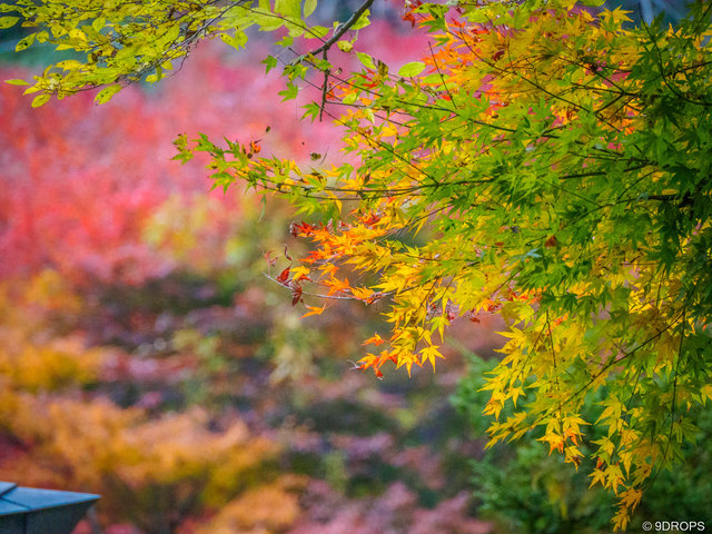 Nature #505