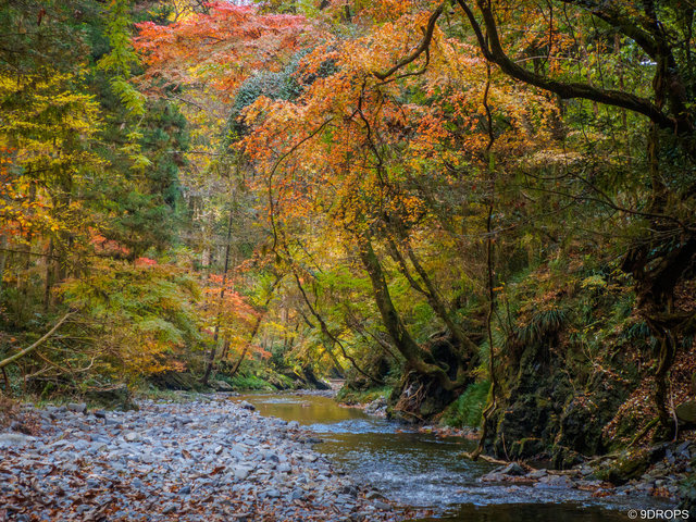 Nature #506