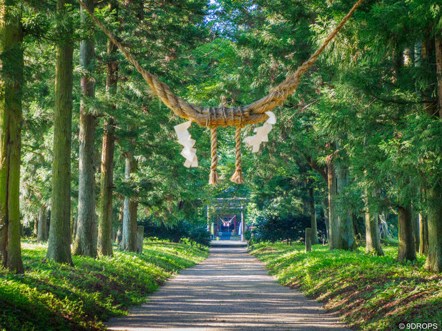 Nature #528